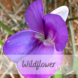 Wildflower